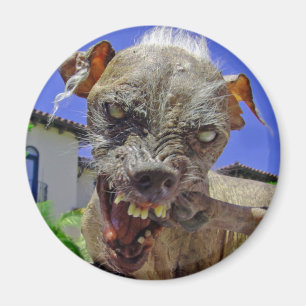 Världs mest fula hund magnet