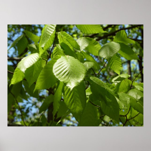 Vårlöv på Björk Grön Träd Poster (Framsidan)