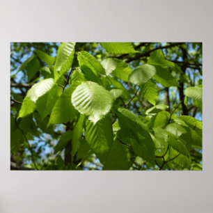 Vårlöv på Björk Grön Träd Poster