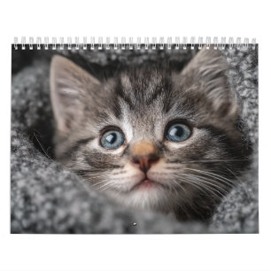 Varm Estetisk Djur Mysig Kattfotografering Vägg Kalender