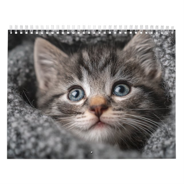 Varm Estetisk Djur | Mysig Kattfotografering Vägg Kalender (Omslag)