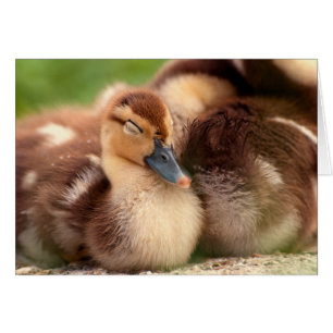 Varm fuzzy ducklings hälsningskort