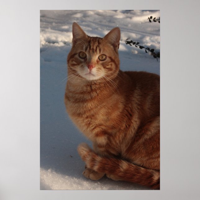 Varm Poster (Framsidan)