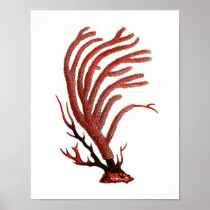 Varm Red Sea Coral No.2 Utskrift av "Beach Wall Ar Poster