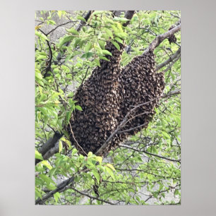 Värme av bin poster