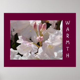VÄRME Vita Rhodies Blommor konsttryck Läknings Poster