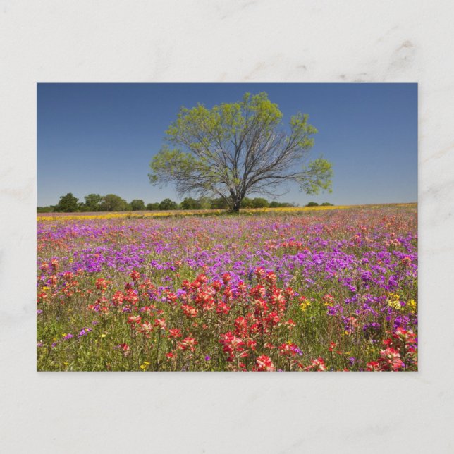 Vårmesquite-träd som växer i vilda blommor, vykort (Framsida)
