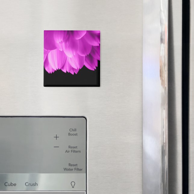 Varmrosa blomblad på svart magnet (In Situ (Fridge))