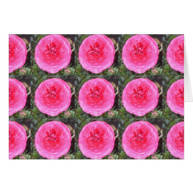 Varmrosa ranunkelblommor hälsningskort (Framsidan Horizontal)