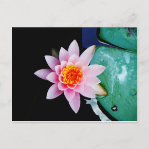 Varmt rosa & orange lotus vattenlilja blomma vykort