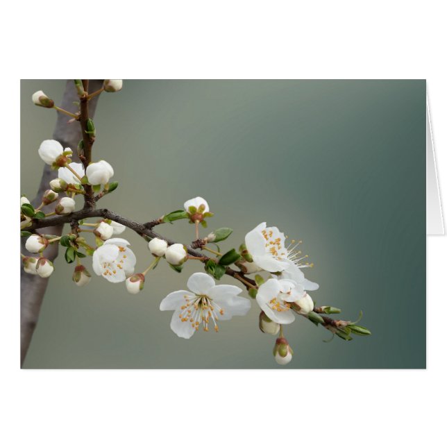 varmt vår hälsningskort (Framsidan Horizontal)