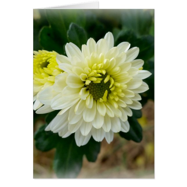 varmt vitt höst hälsningskort (Framsidan)