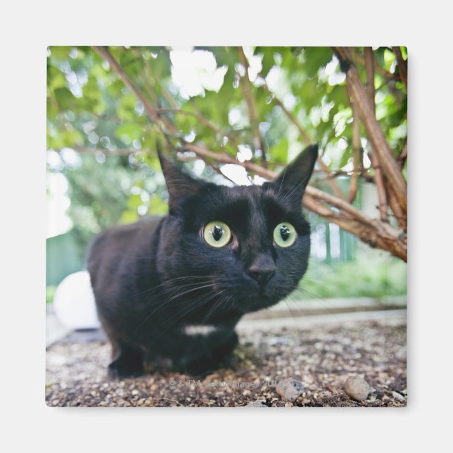 varnad katt som gömmer under buss. magnet (Framsidan)