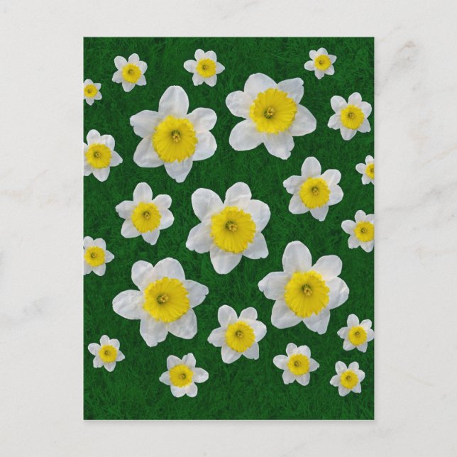 Vårnarcisser Vykort (Framsida)