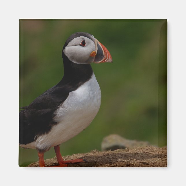 Varning Puffin Magnet (Framsidan)