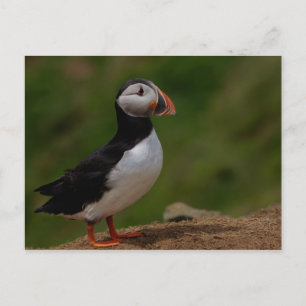 Varning Puffin Vykort