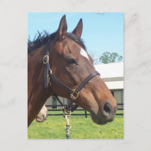 Varningsbevis för arabiska hästar vykort