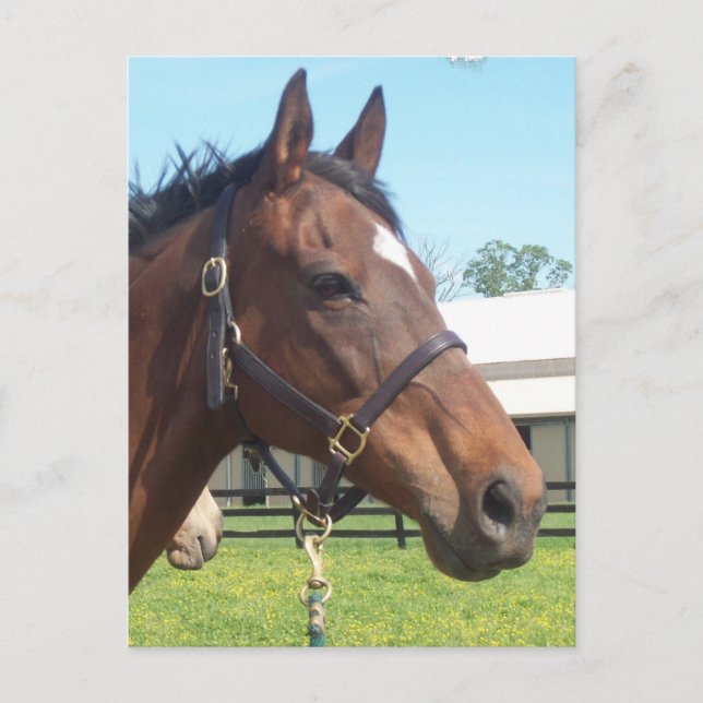 Varningsbevis för arabiska hästar vykort (Framsida)