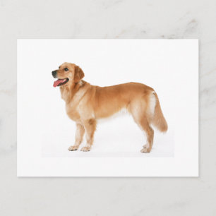 Varningskort med Golden Retriever Vykort