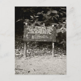 Varningsskylt för träd vykort