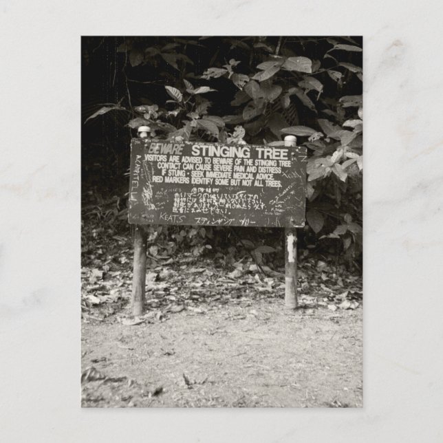 Varningsskylt för träd vykort (Framsida)