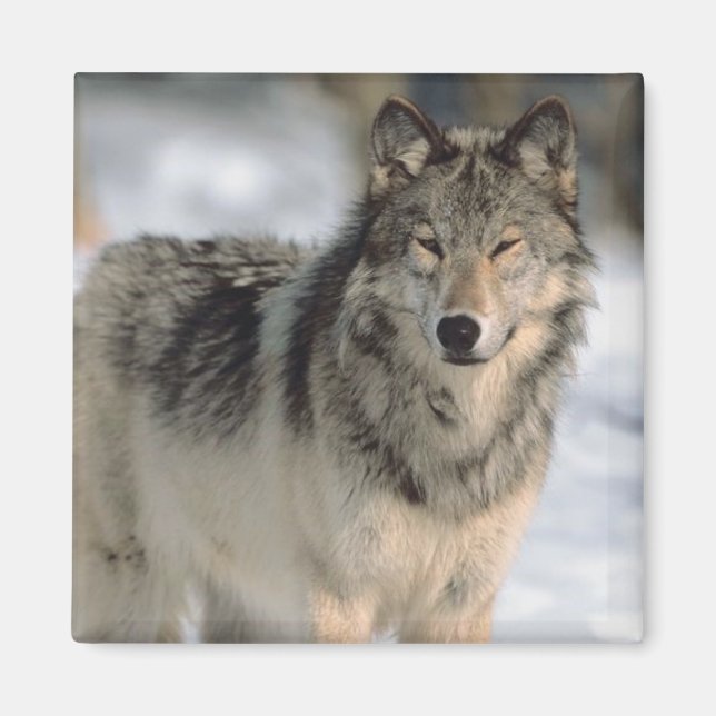 VarningsVarg Magnet (Framsidan)