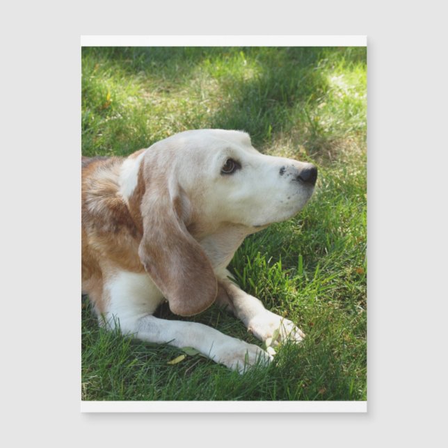 värpning.png (Framsida)