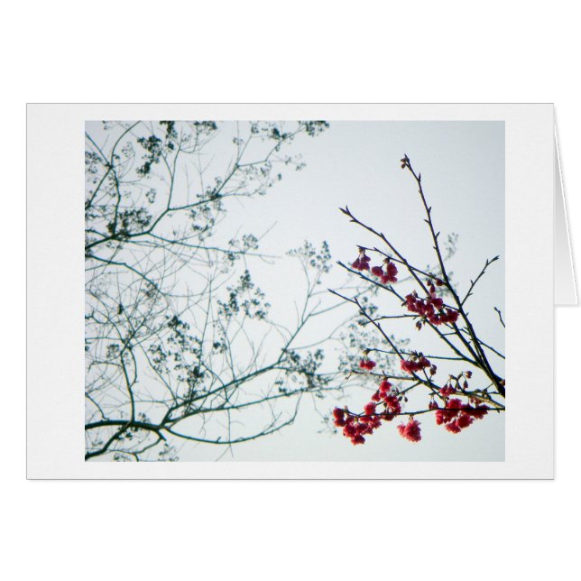 VårRäckvidd-Ut/tomma körsbärblommar Hälsningskort (Framsidan Horizontal)