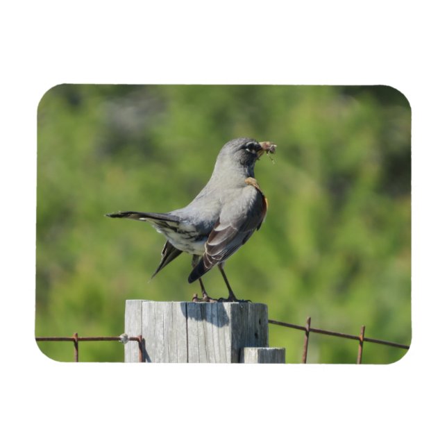 Vårrobin Magnet (Horisontell)