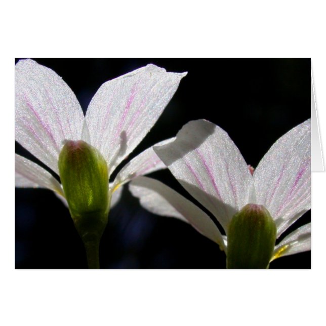 Vårskönhetar: Det finns en blomma. Hälsningskort (Framsidan Horizontal)