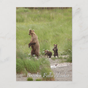Vart vi ska mamma, Brooks Falls Alaska? Vykort