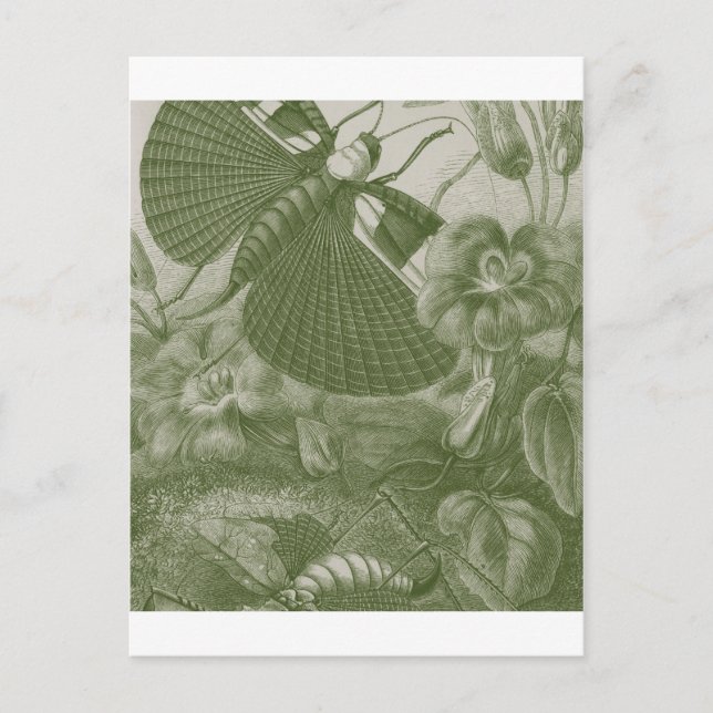 Vårtbitare Vykort (Framsida)