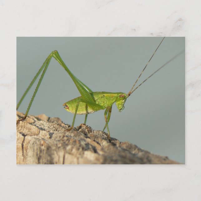 Vårtbitare vykort. vykort (Framsida)