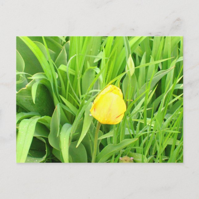 Vårtid 5 vykort (Framsida)