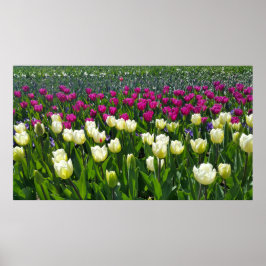 Vårtid i Holland med Tulips Poster
