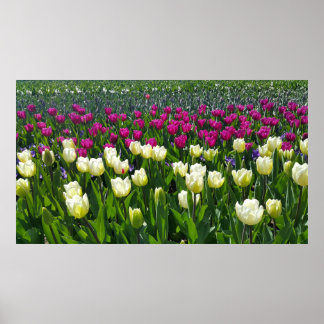 Vårtid i Holland med Tulips Poster