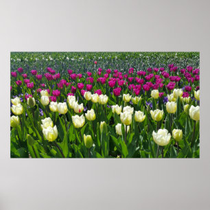Vårtid i Nederländerna med Tulips Poster