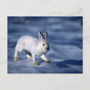Varying Hare/Snowshoe Rabbit på öppet snö Vykort