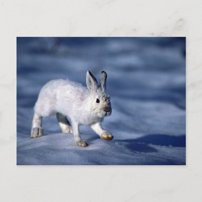 Varying Hare/Snowshoe Rabbit på öppet snö Vykort (Framsida)