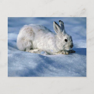 Varying Hare/Snowshoe Rabbit på öppet snö Vykort