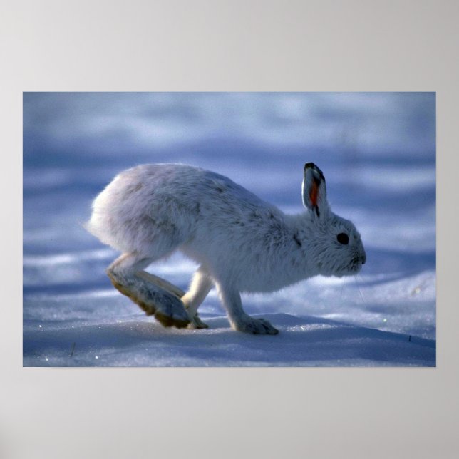 Varying Hare/Snowshoe Rabbit som löper tvärs över  Poster (Framsidan)