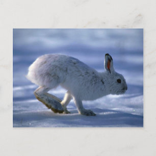 Varying Hare/Snowshoe Rabbit som löper tvärs över Vykort