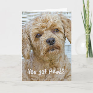 Vasectomy Dog Humor Kort