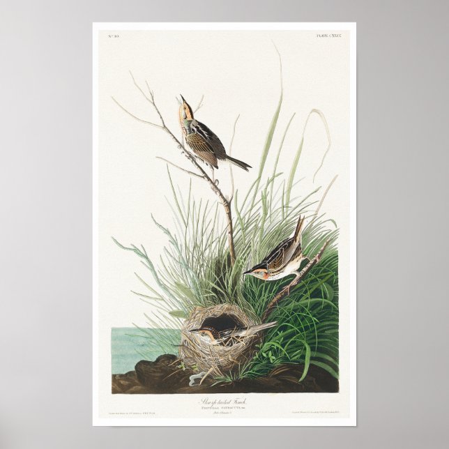Vass fink från Audubon Poster (Framsidan)