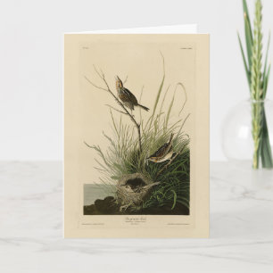 Vass fink från Audubon's Birds of America Kort