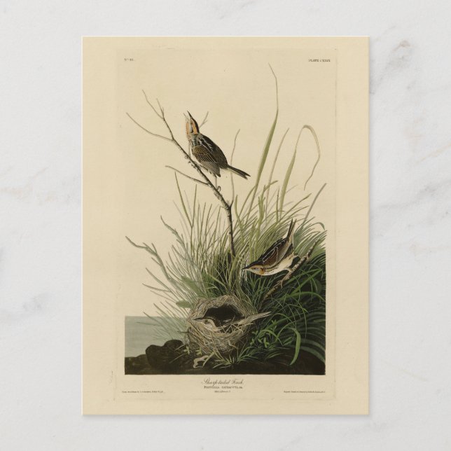 Vass fink från Audubon's Birds of America Vykort (Framsida)
