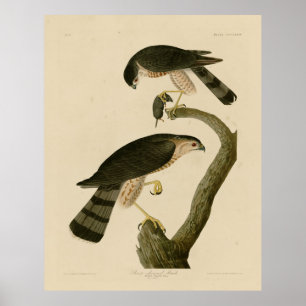 Vass hawk från Audubon's Birds of America Poster