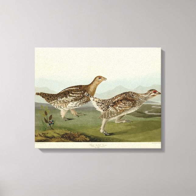Vass jordskred - Audubon's Birds of America Canvastryck (Framsida)
