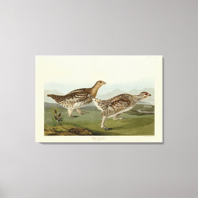 Vass jordskred - Audubon's Birds of America Canvastryck (Framsida)
