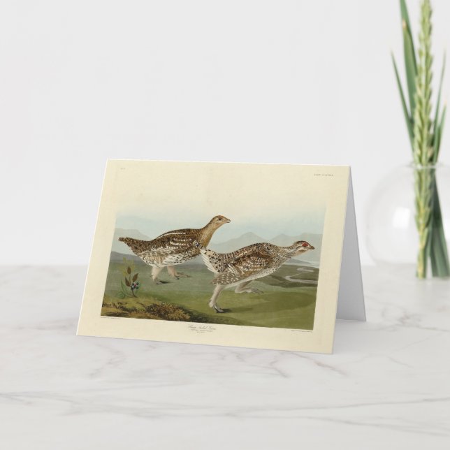 Vass jordskred - Audubon's Birds of America Kort (Framsida)